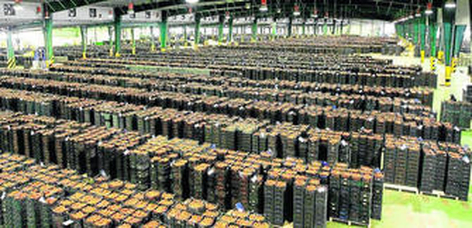 Almacén de tomates en la cooperativa agraria CASI.