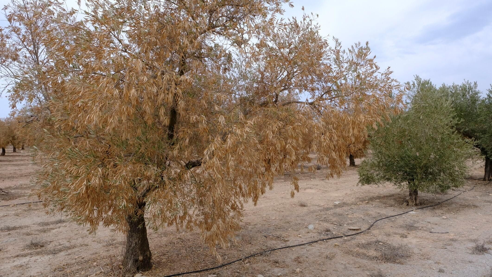FINANZAS-ECONOMÍA-AGRI (8409964).jpg