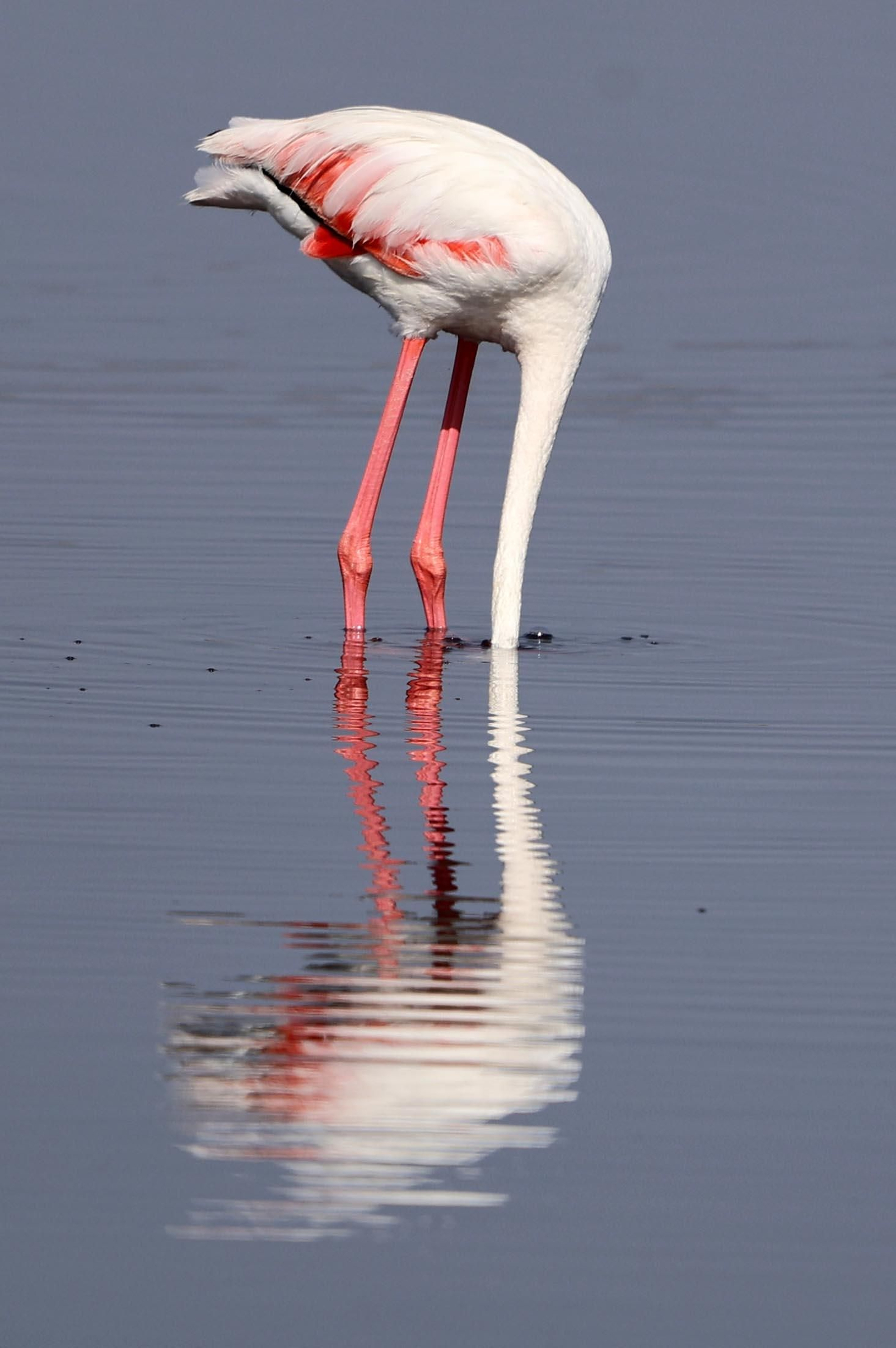Imágenes de Marismas del Odiel, un Paraje Natural en la confluencia de las desembocaduras de los ríos Tinto y Odiel