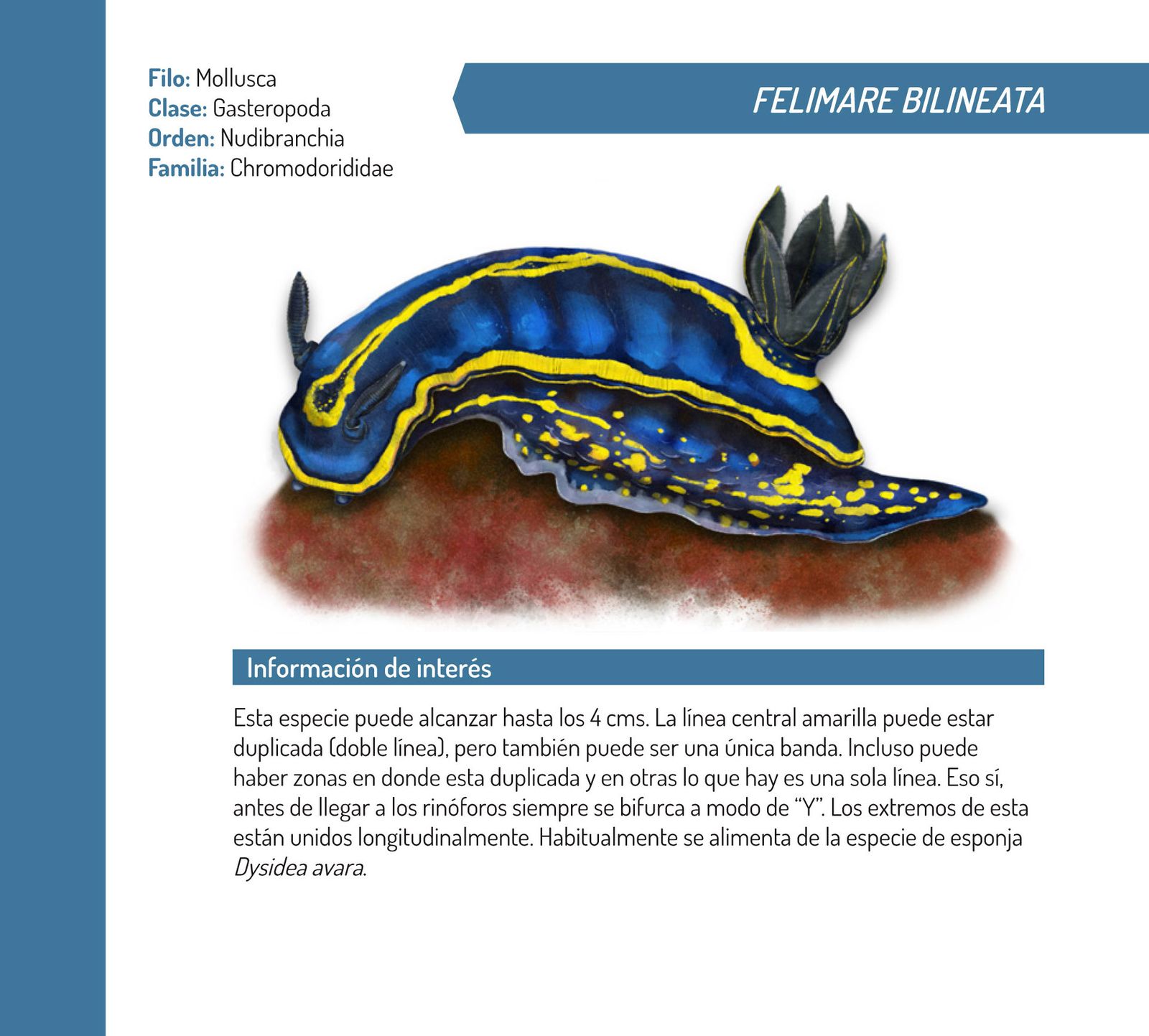 Ficha de una babosa de mar de La Caleta, de colores inequívocamente cadistas.