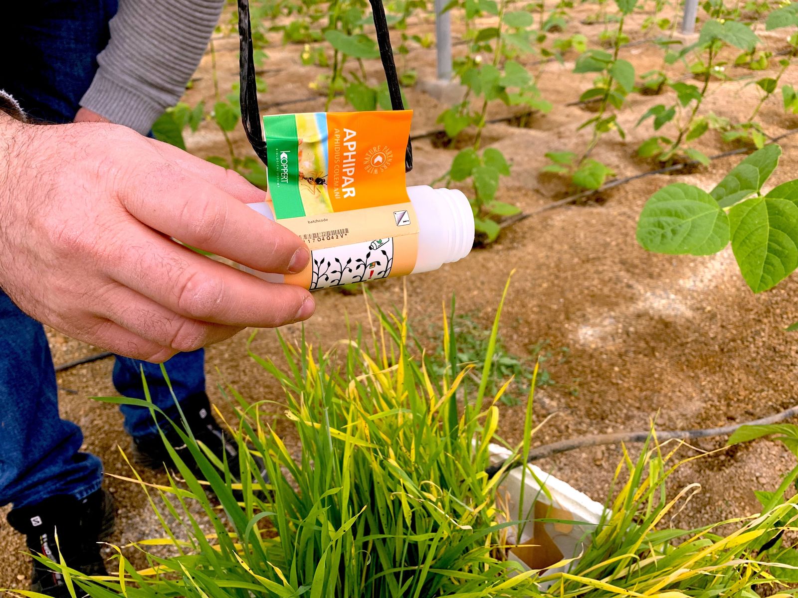 Suelta de Alphipar de Koppert