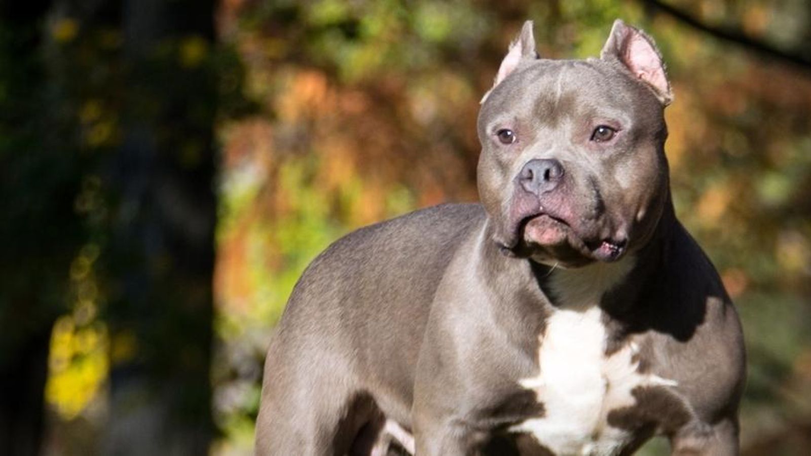 Staffordshire Bull Terrier