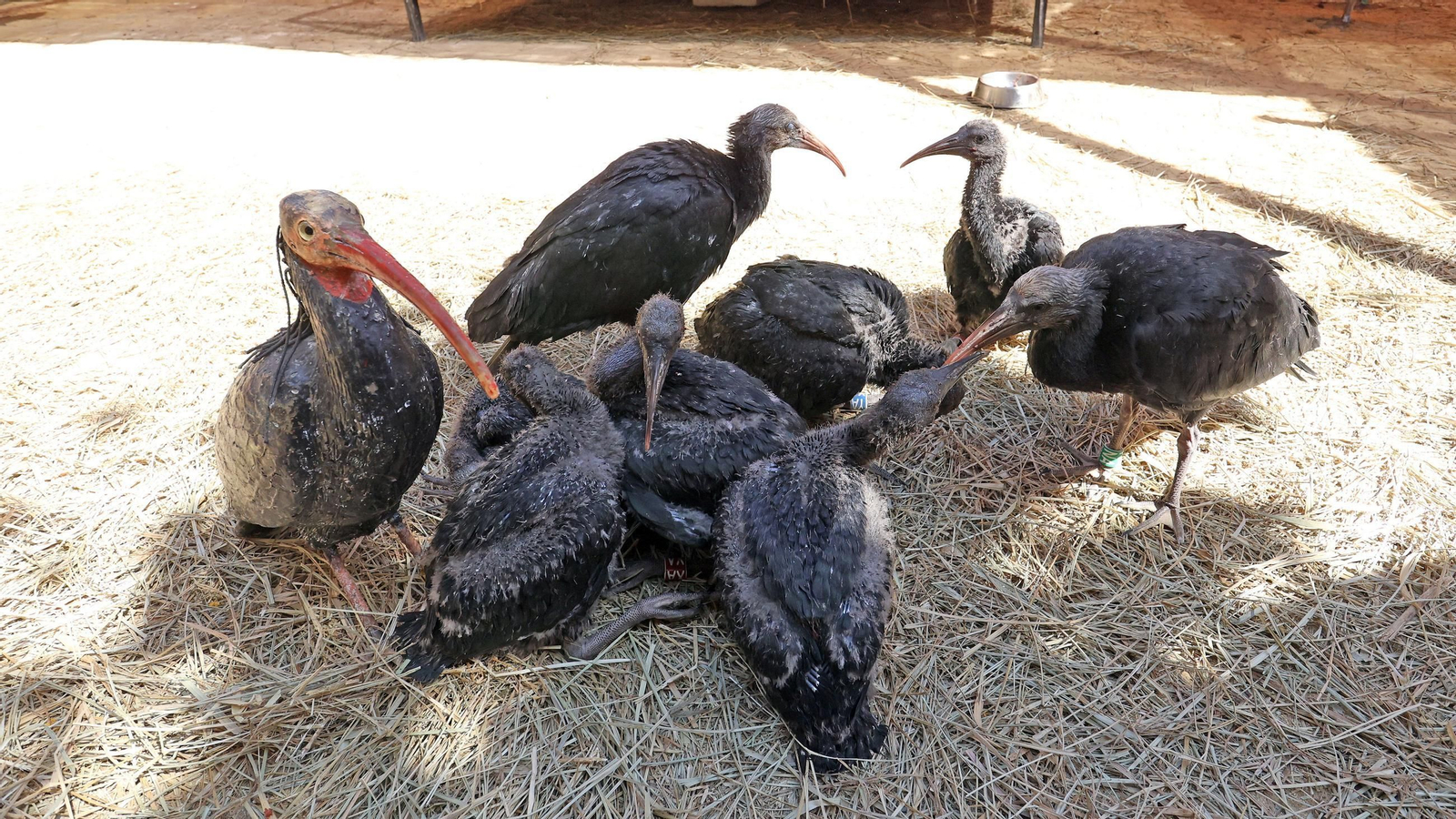 Los pollos de ibis eremita que se trasladarán en los próximos días a Cataluña.