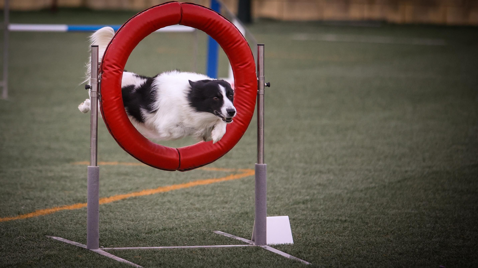 Habilidad canina en la prueba puntuable para el Campeonato de España de 'Agility' celebrado en Jerez Espectaculares las pruebas de disciplina canina puntuables para el Campeonato de España de Agility