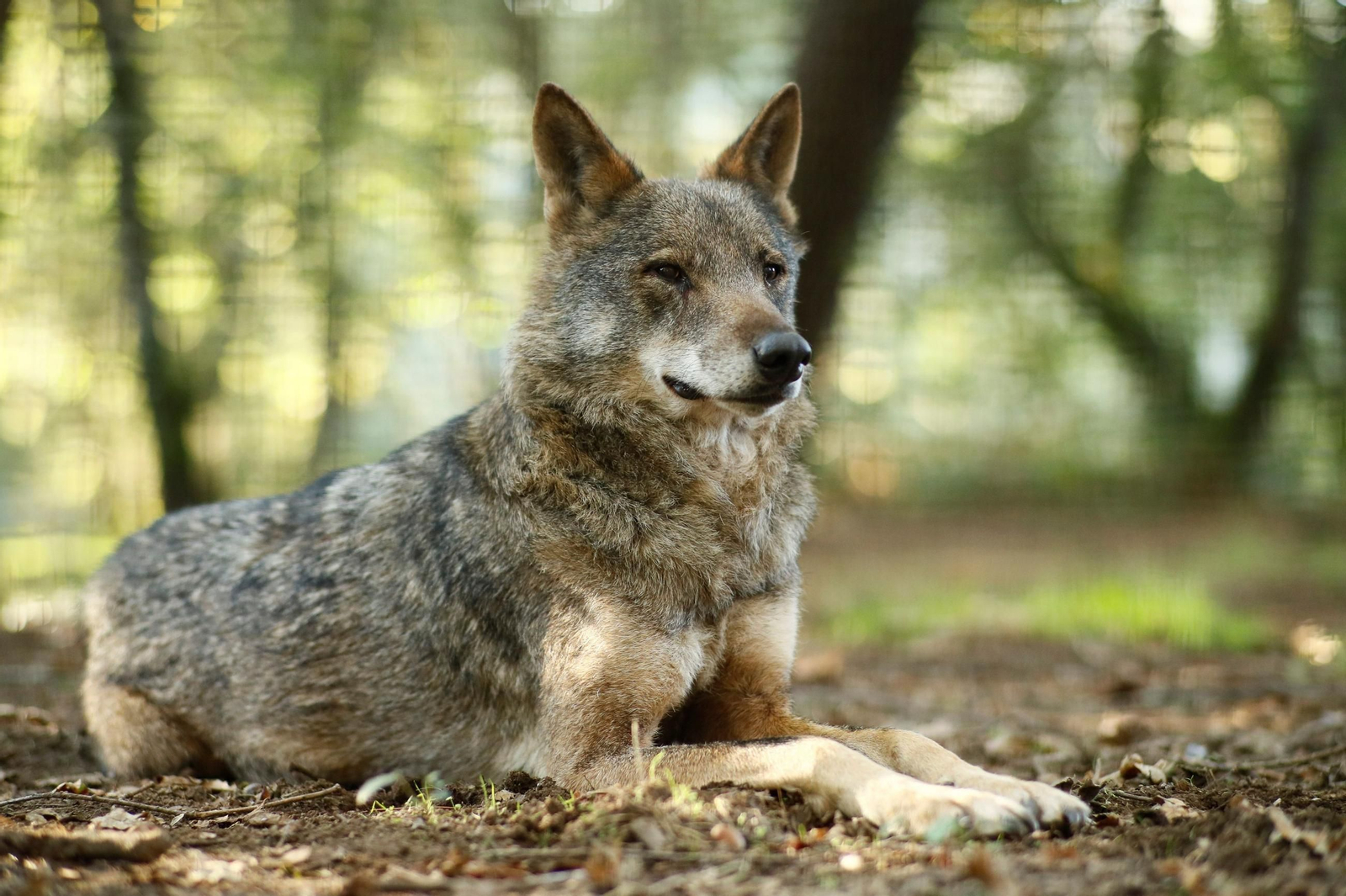 Un lobo.