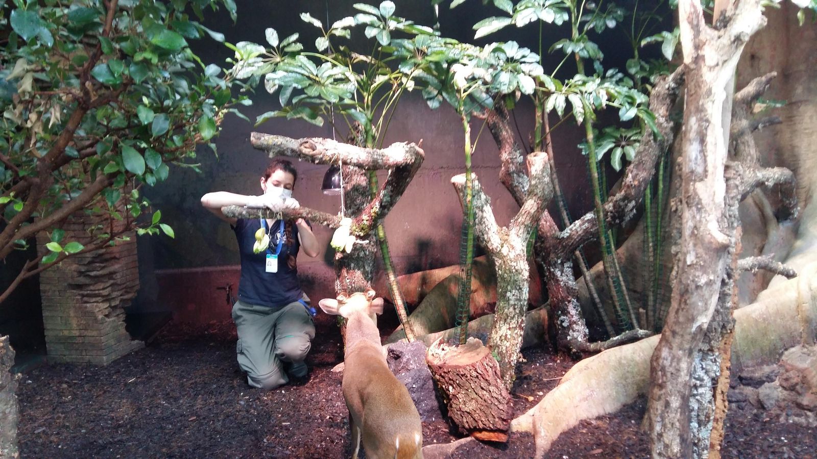 Una trabajadora preparan el enriquecimiento de los muntjac.