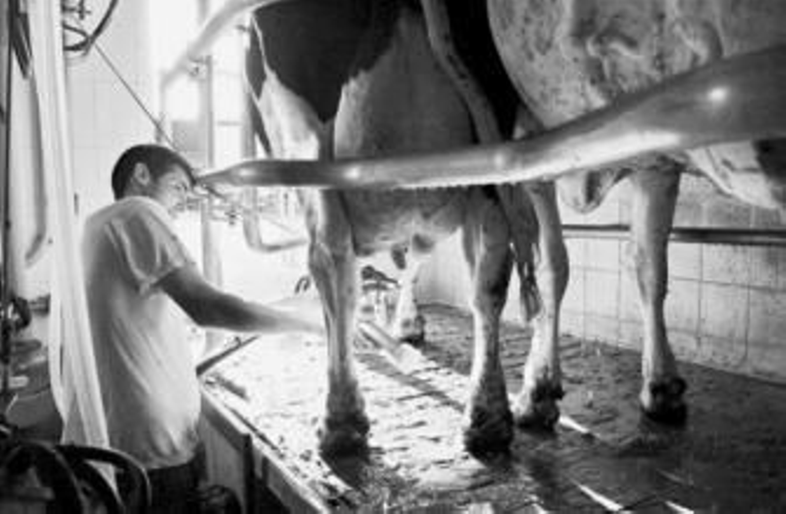 Un ganadero de vacuno de leche trabaja en una explotación del Valle de Los Pedroches.