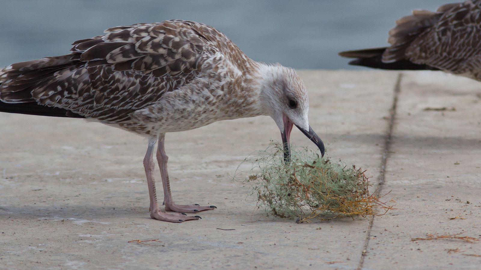 Un ave se come  una maraña de  hilo de pescar.