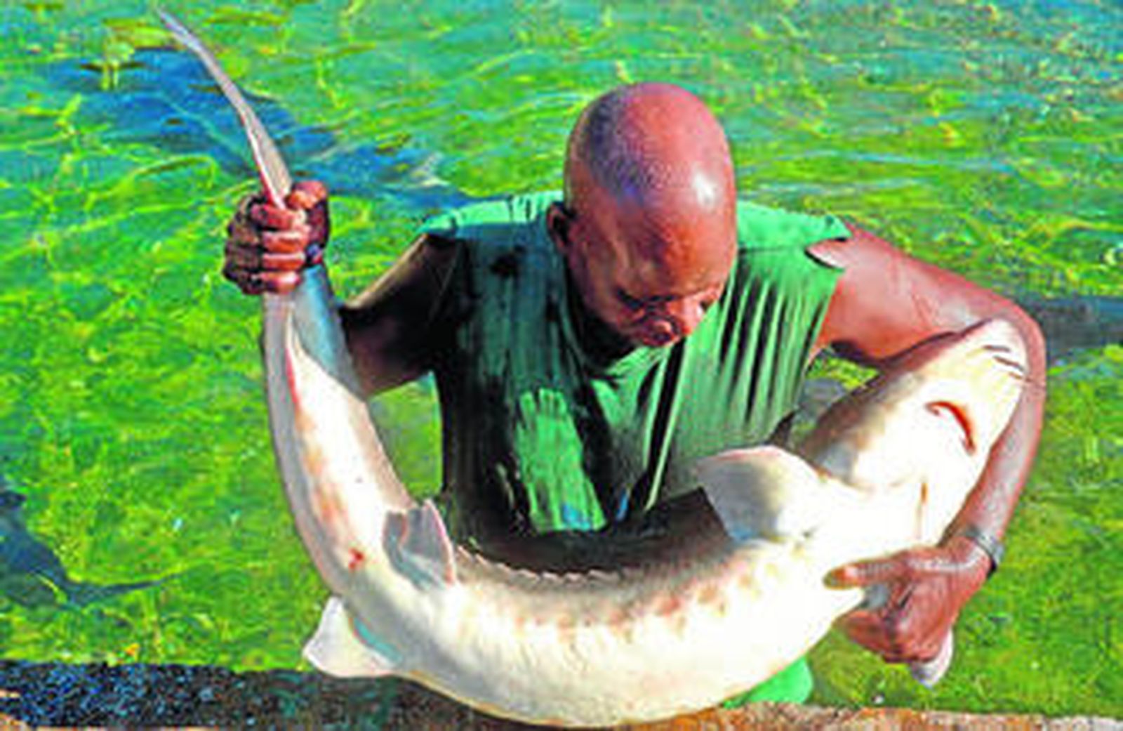 Caviar para cócteles y pinchos