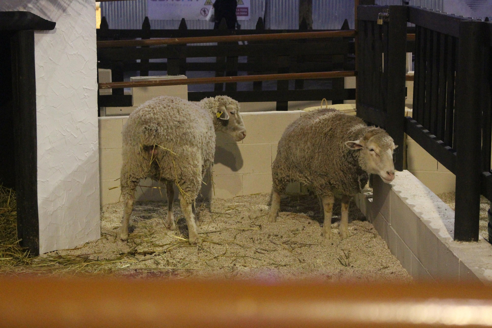 El alumbrado de Navidad de Lucena, en fotografías