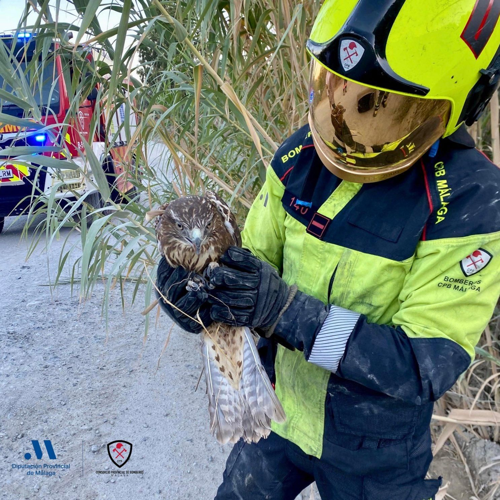Bombero del CPB Málaga sosteniendo al águila rescatada en Estepona. Bombero del CPB Málaga sosteniendo al águila rescatada en Estepona.