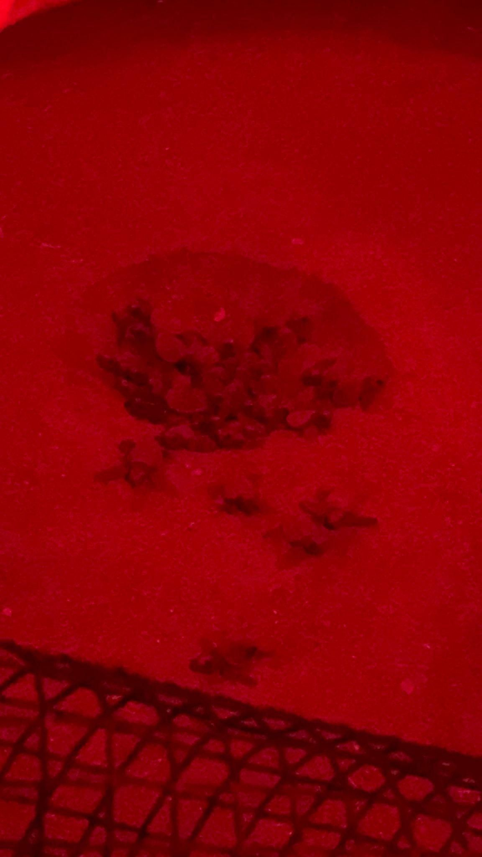 Torugas bobas en el nido de la playa de Mojácar.