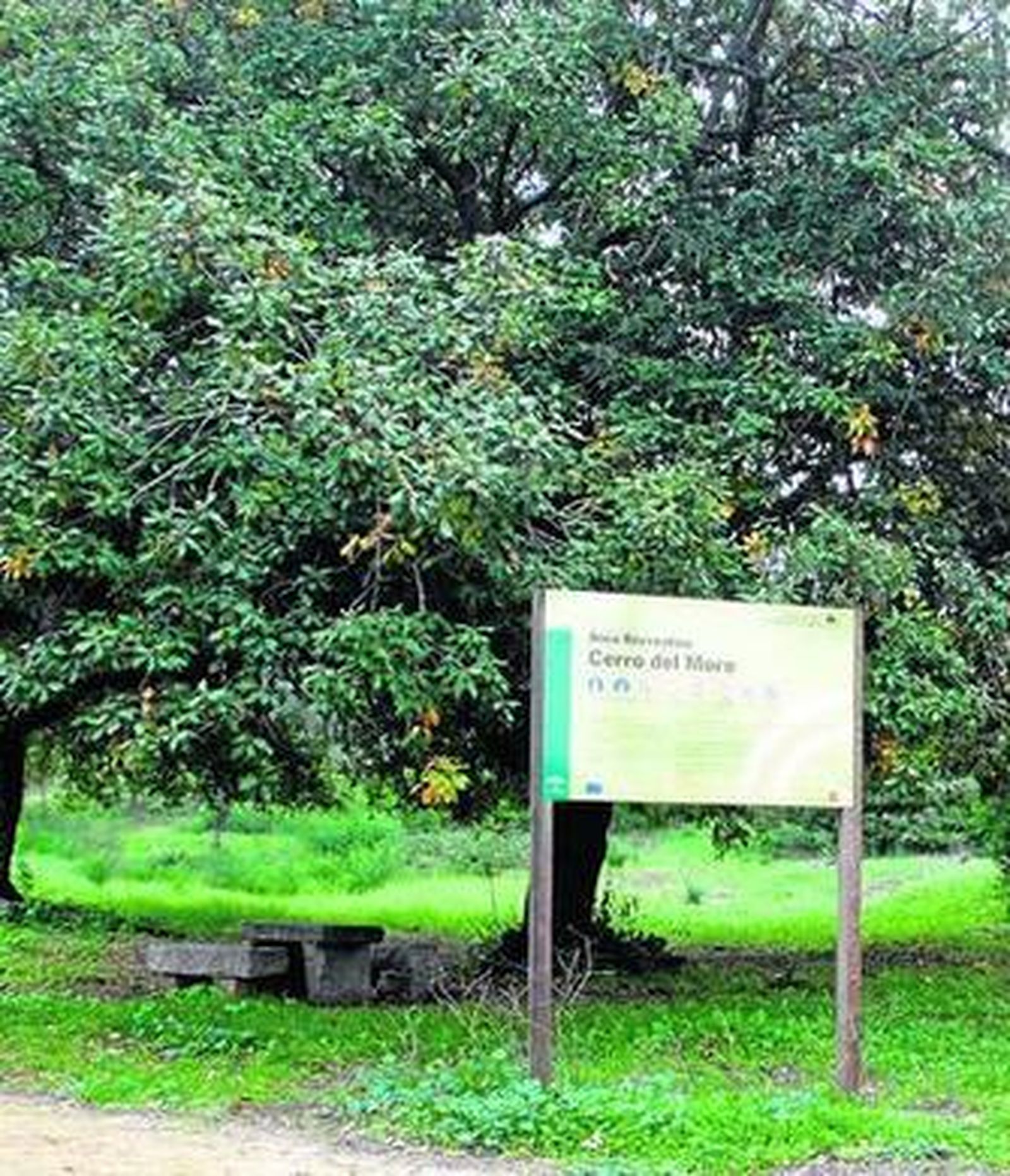 El Cerro del Moro, en Castellar.