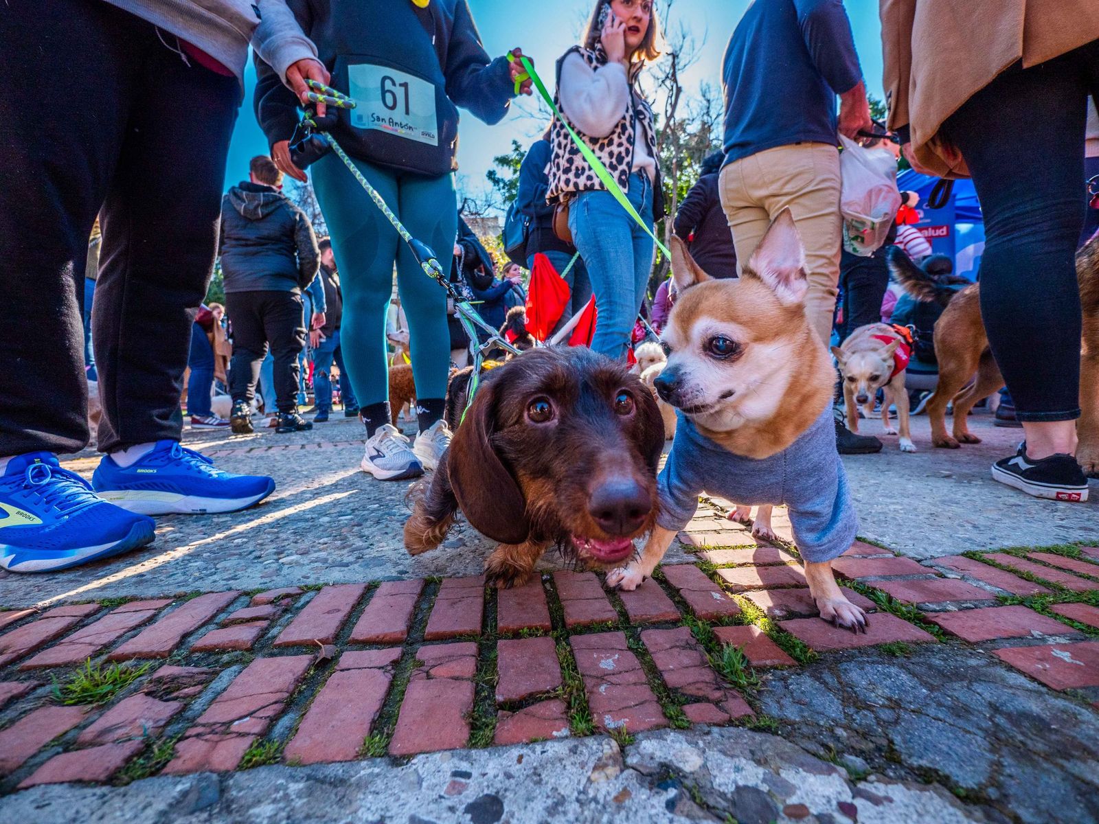 Las imágenes de San Antón 2025 en San Fernando