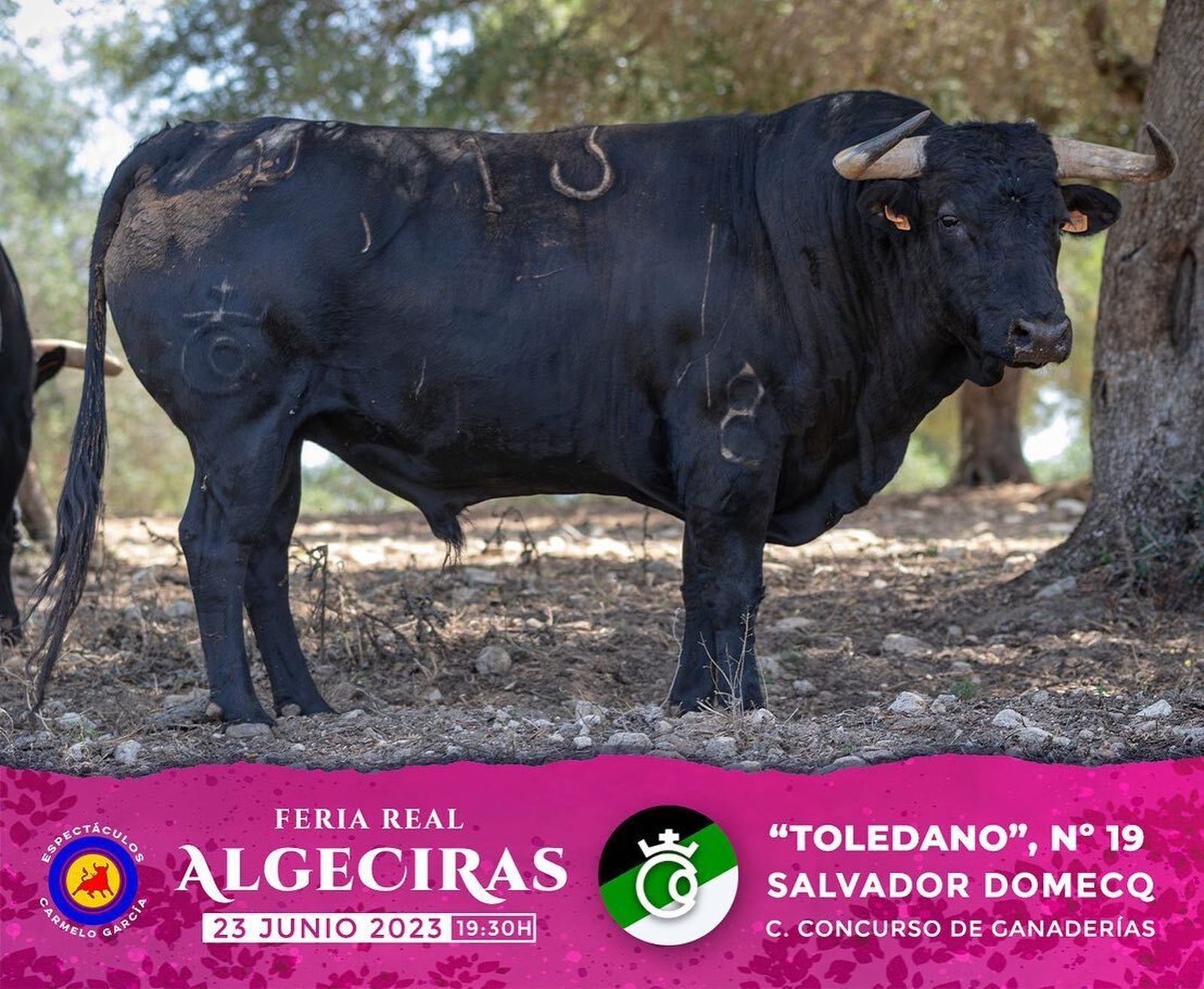 Los toros reseñados para la corrida concurso de la Feria de Algeciras 2023, en imágenes