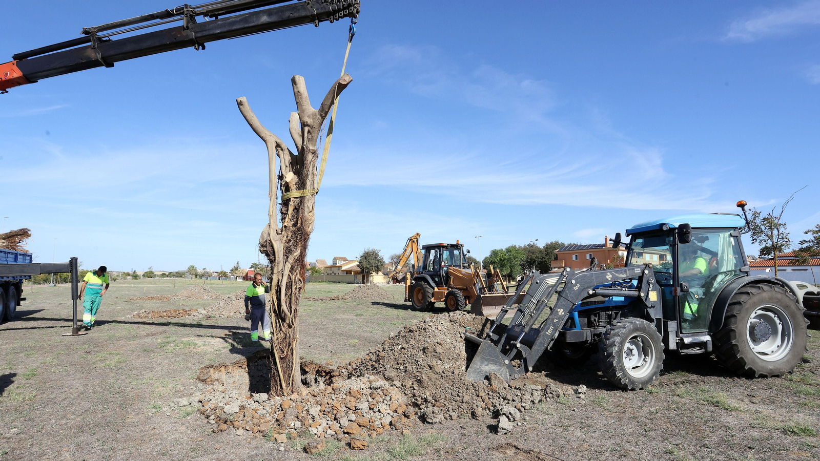 Traslado de los árboles de Chapín