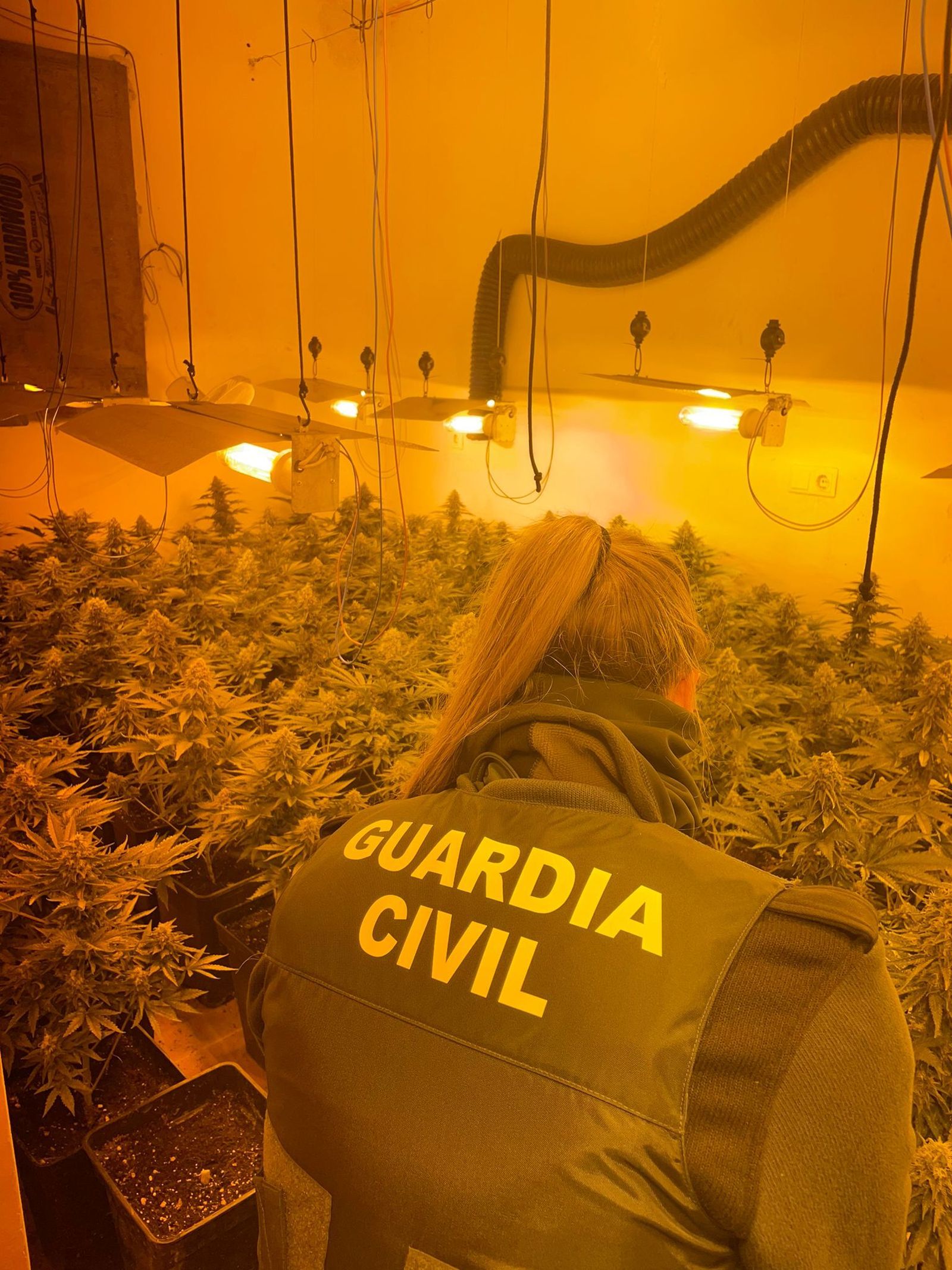 La operación Nazarí Ordo sigue adelante y desarticula otros nueve centros de producción de marihuana en Granada