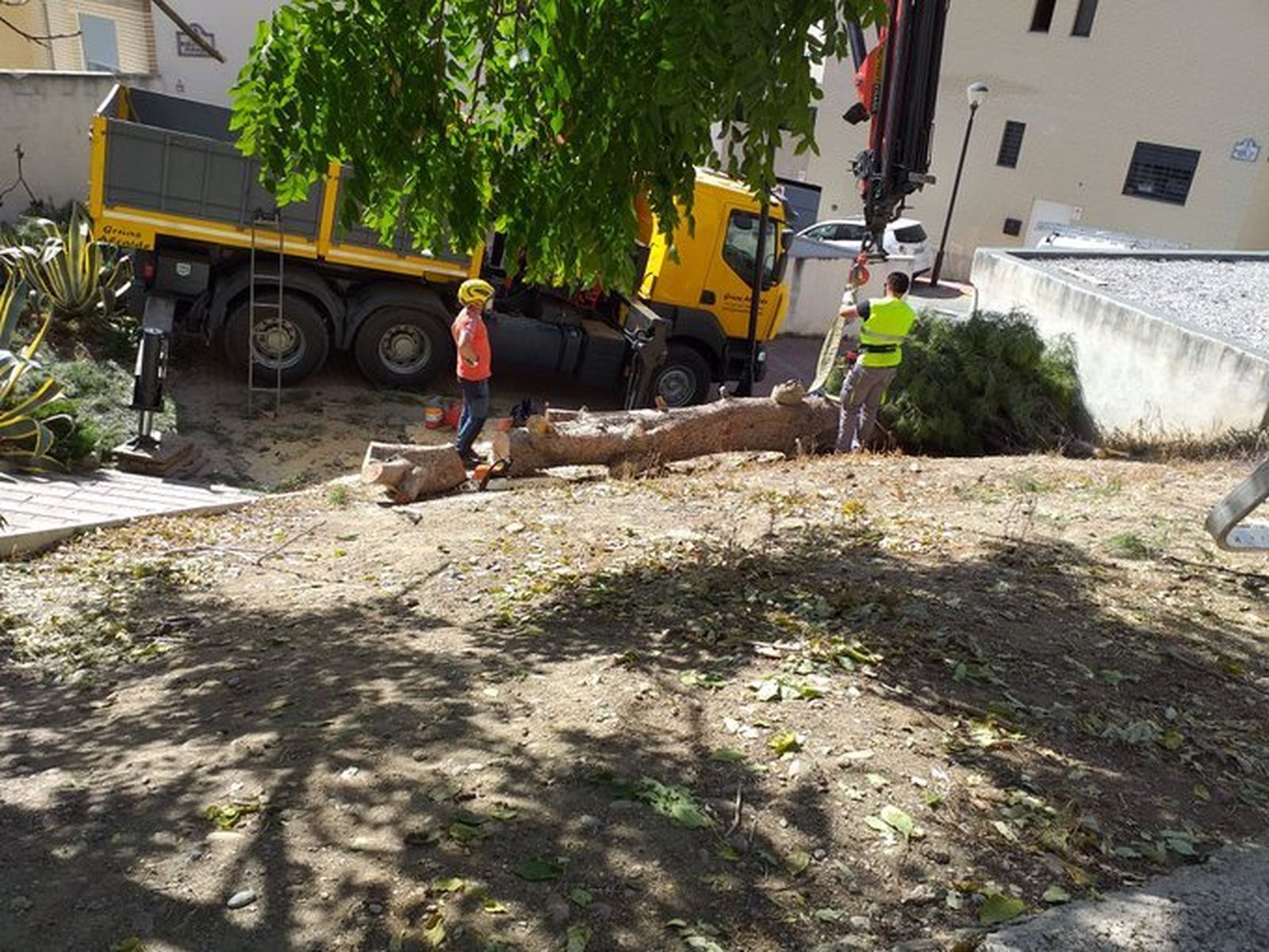 El árbol, ya derribado en la Cuesta del Pino de Granada