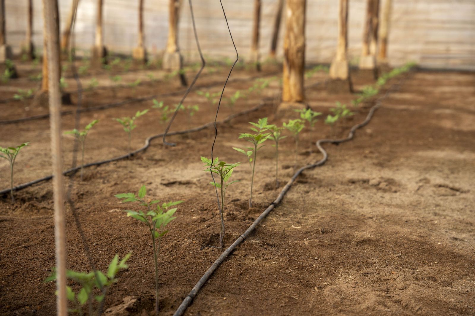 La primavera se planta en invierno entre sandías y tomates almerienses