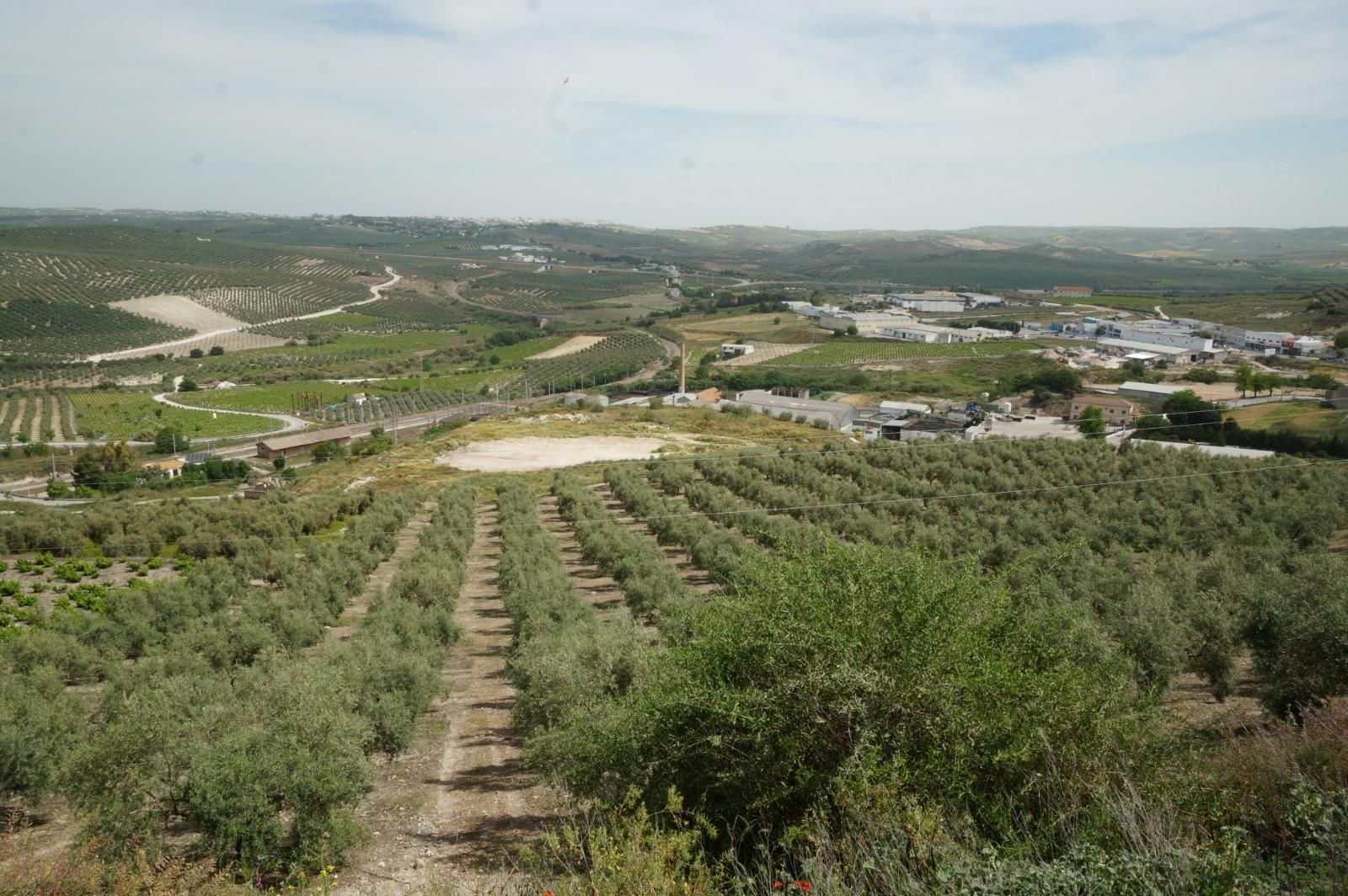 Cultivos en la Campiña Sur.