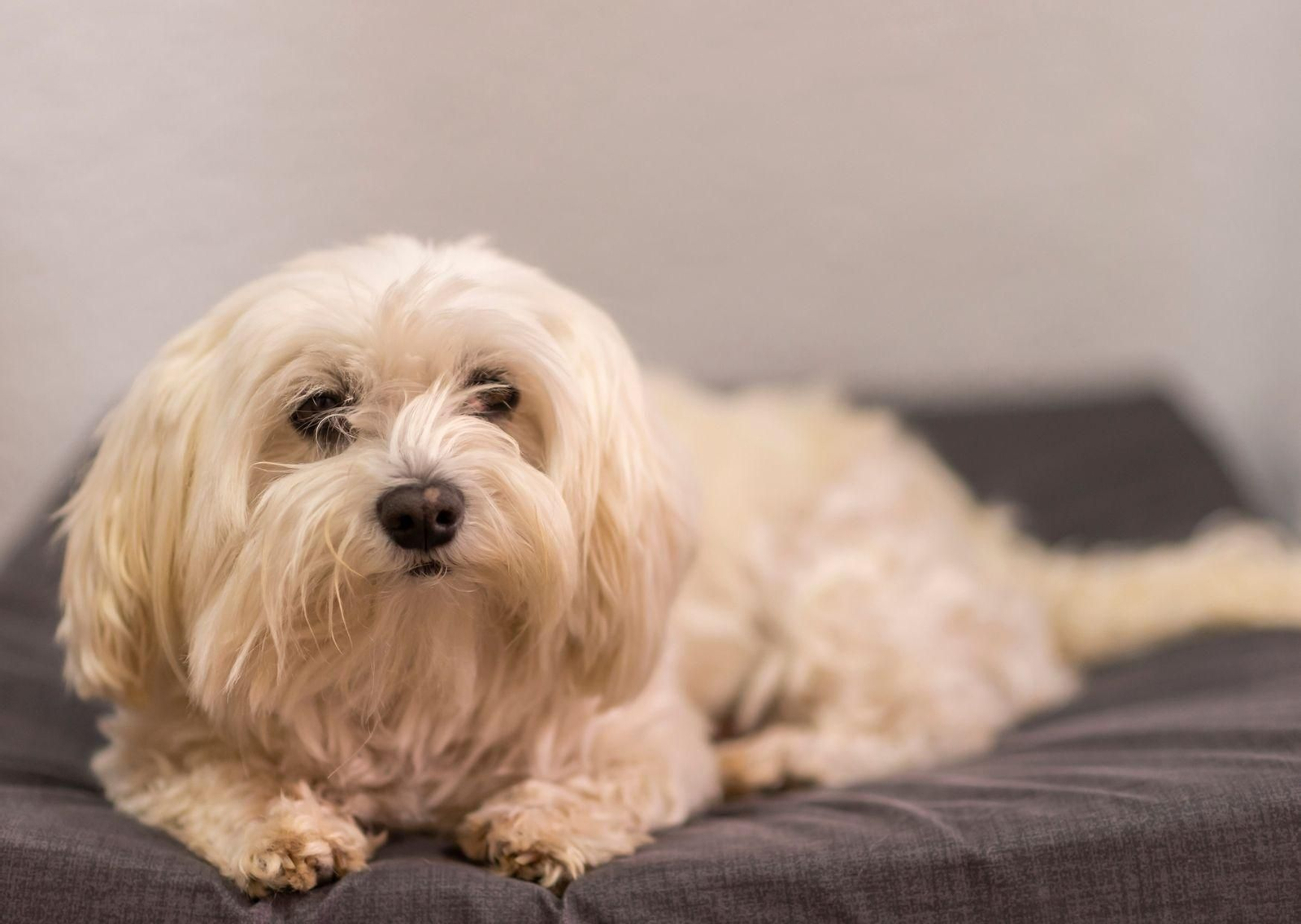 Estafan a una joven al comprar un perro, le usurpan la identidad y recibe decenas de denuncias