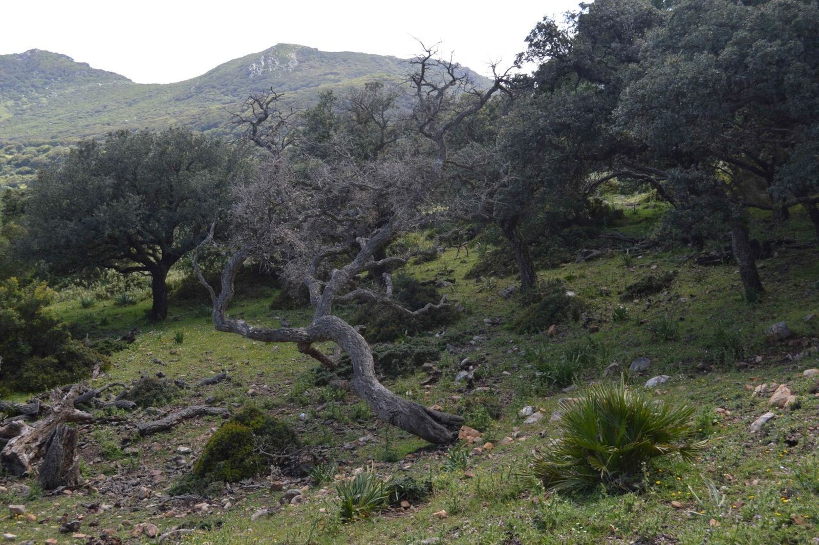 La Seca del Alcornocal.
