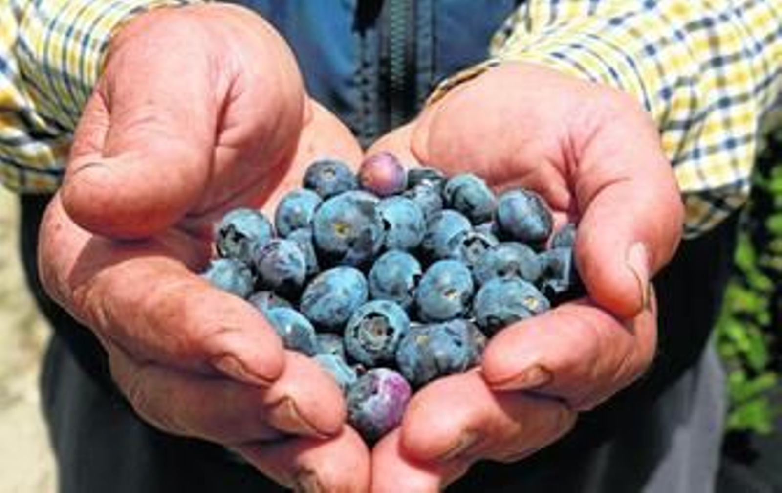El arándano es uno de los frutos rojos más antioxidantes del mundo.