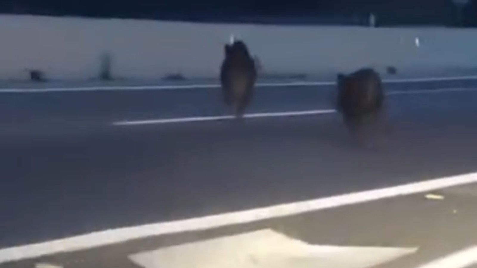 Dos jabalíes irrumpen a la carrera por la autovía en Rincón de la Victoria
