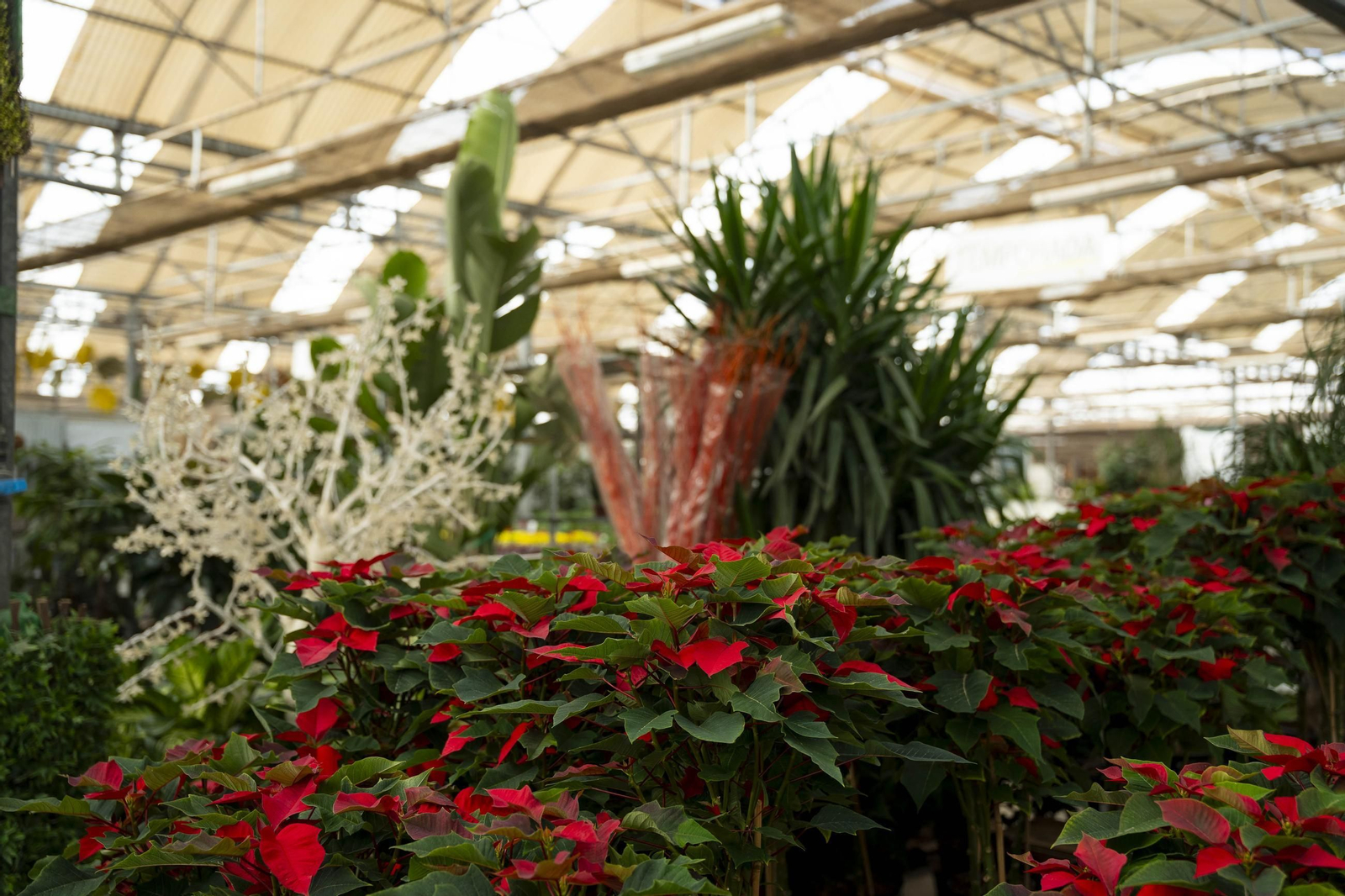 Así son las flores de pascua de SolísPlant, en imágenes