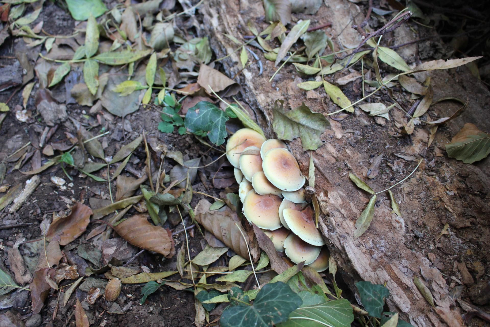 Ediciones anteriores de las Jornadas micológicas de Constantina