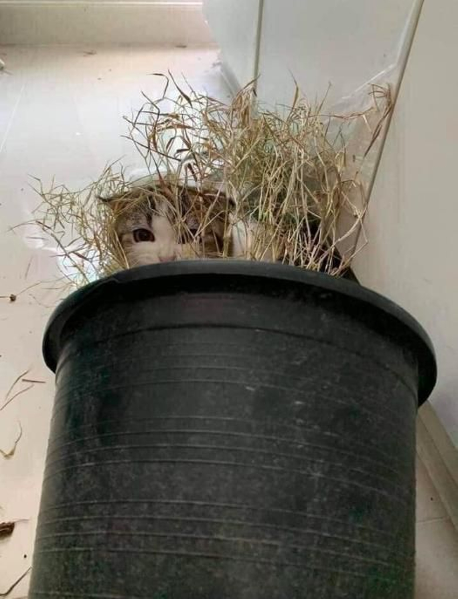 10 señales que demuestran que este es el gato más travieso del mundo