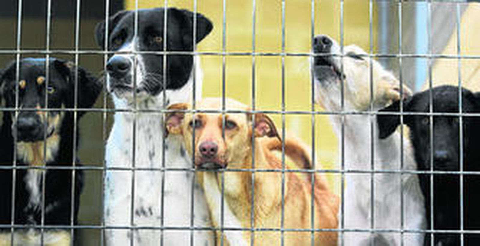 Varios perros en una de las jaulas de la Protectora.
