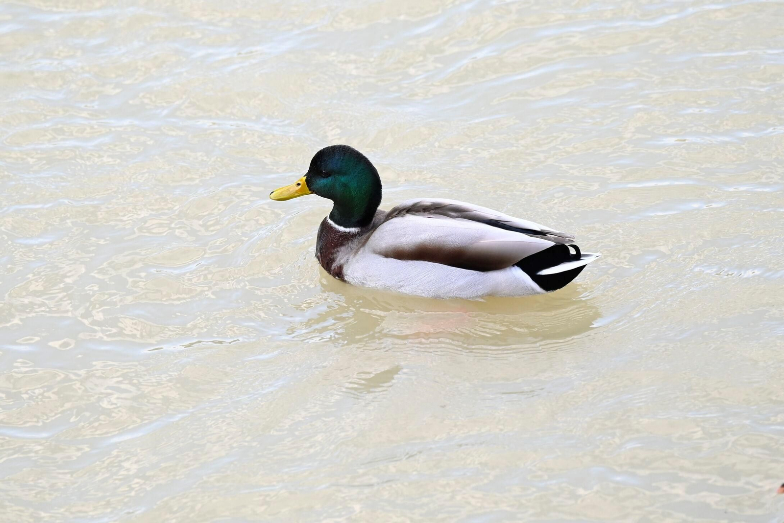 Las aves se reproducen en el río Guadalquivir a su paso por Córdoba, en imágenes