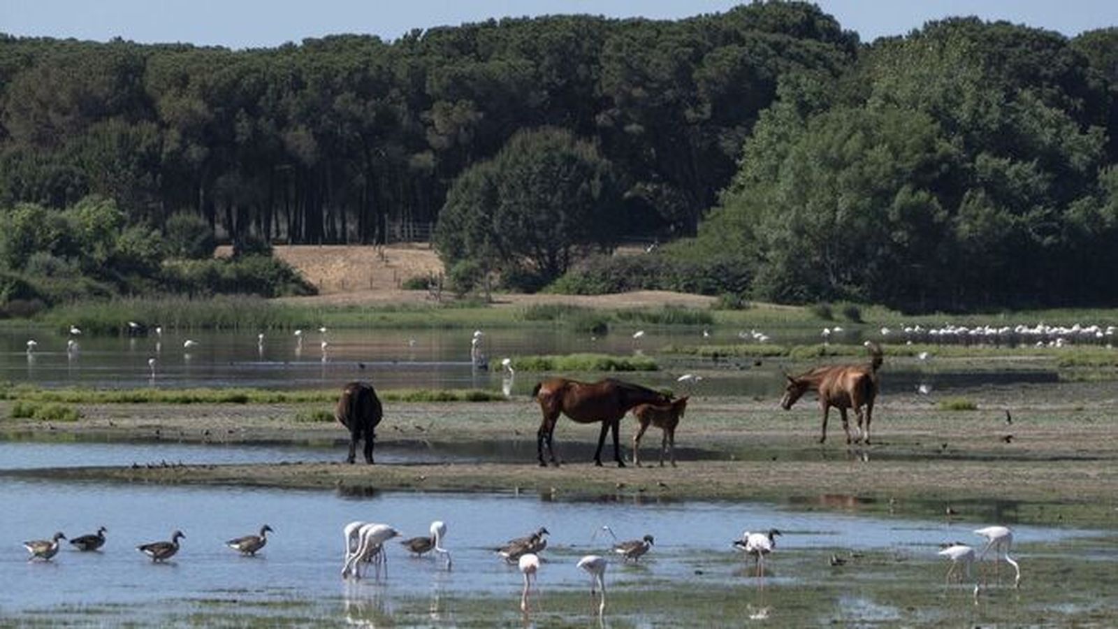 Caballos y diversas aves en Doañana