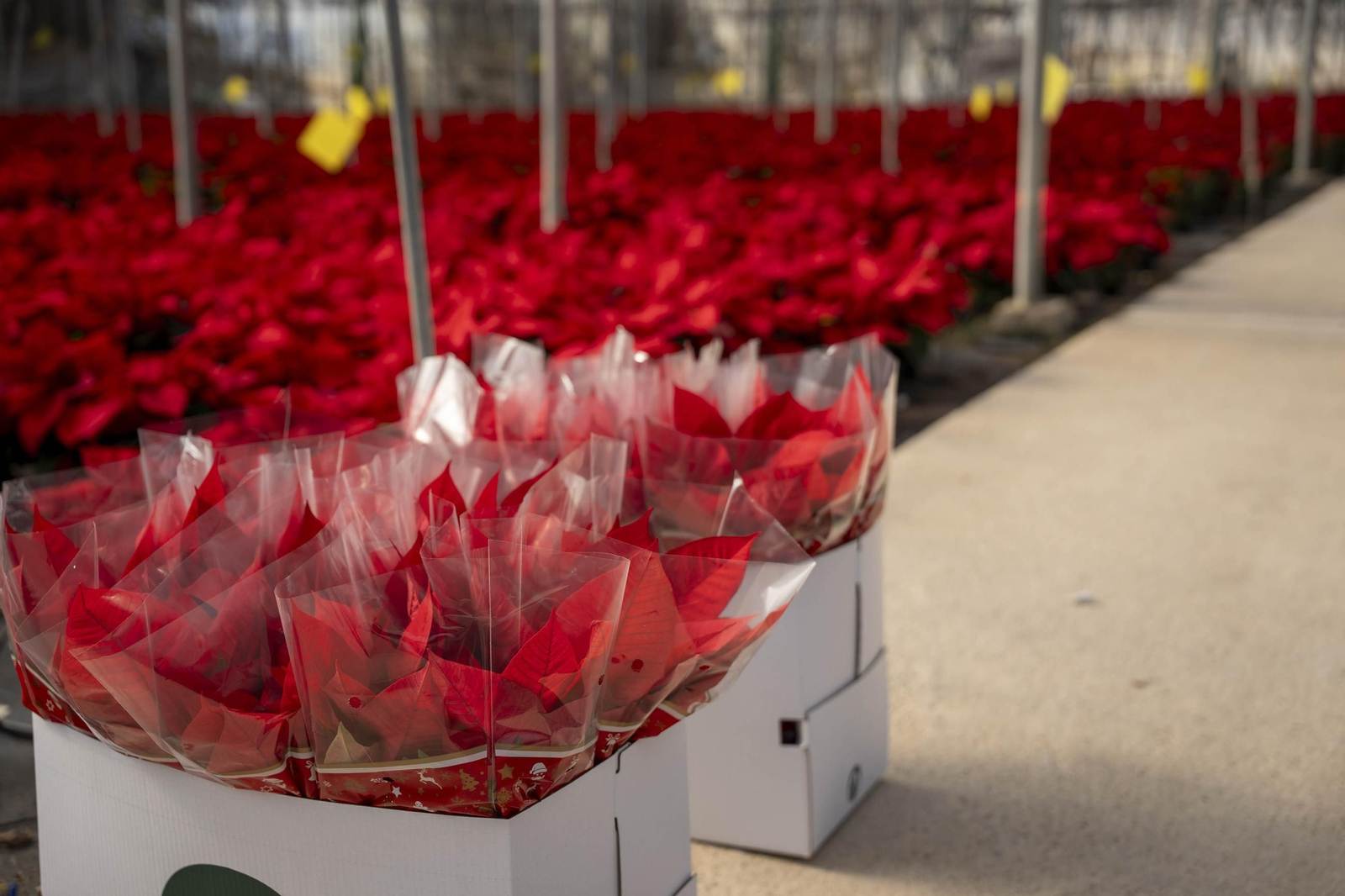 Así son las flores de pascua de SolísPlant, en imágenes