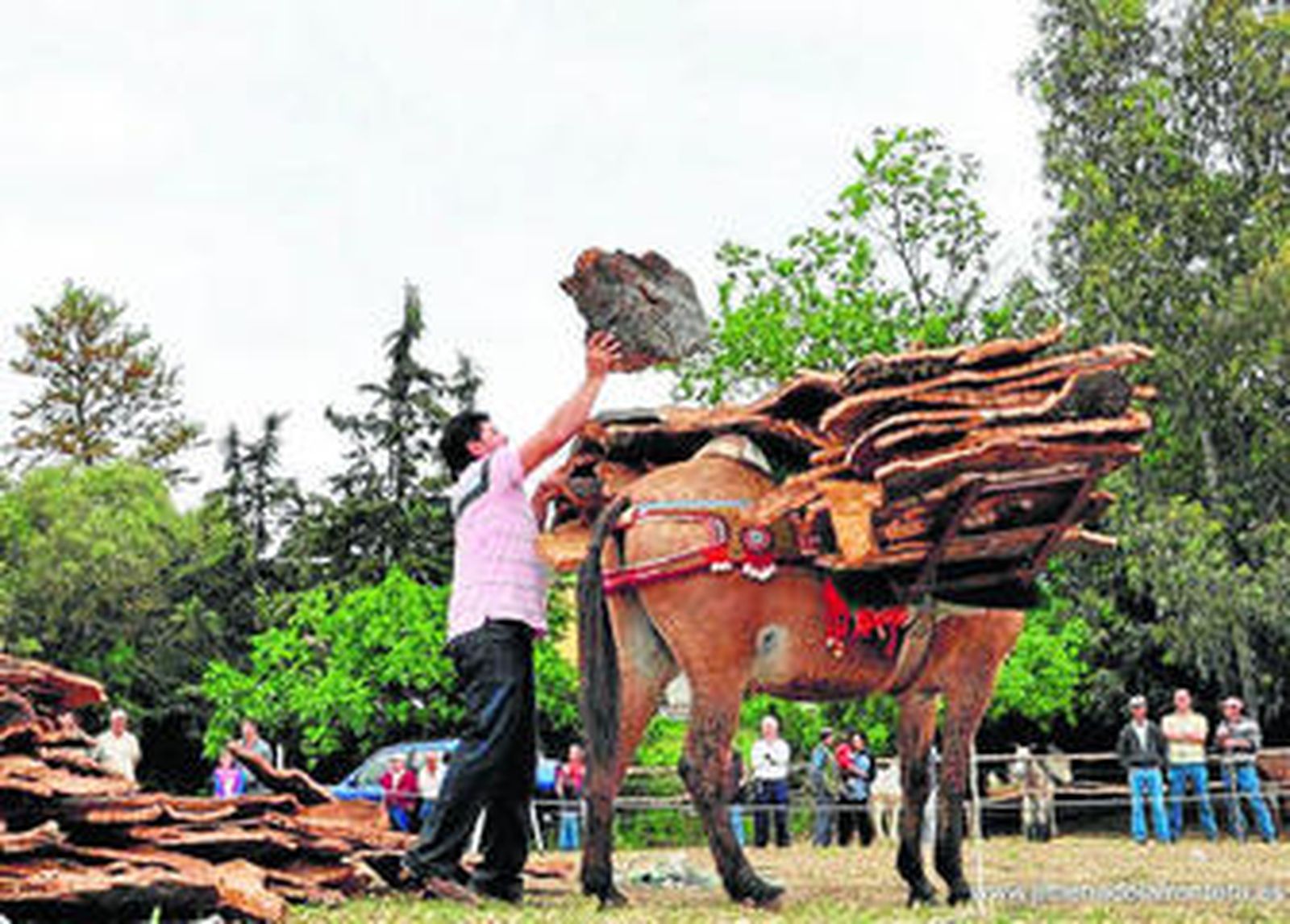 Un arriero coloca planchas de corcho en su mulo, ayer en Jimena.