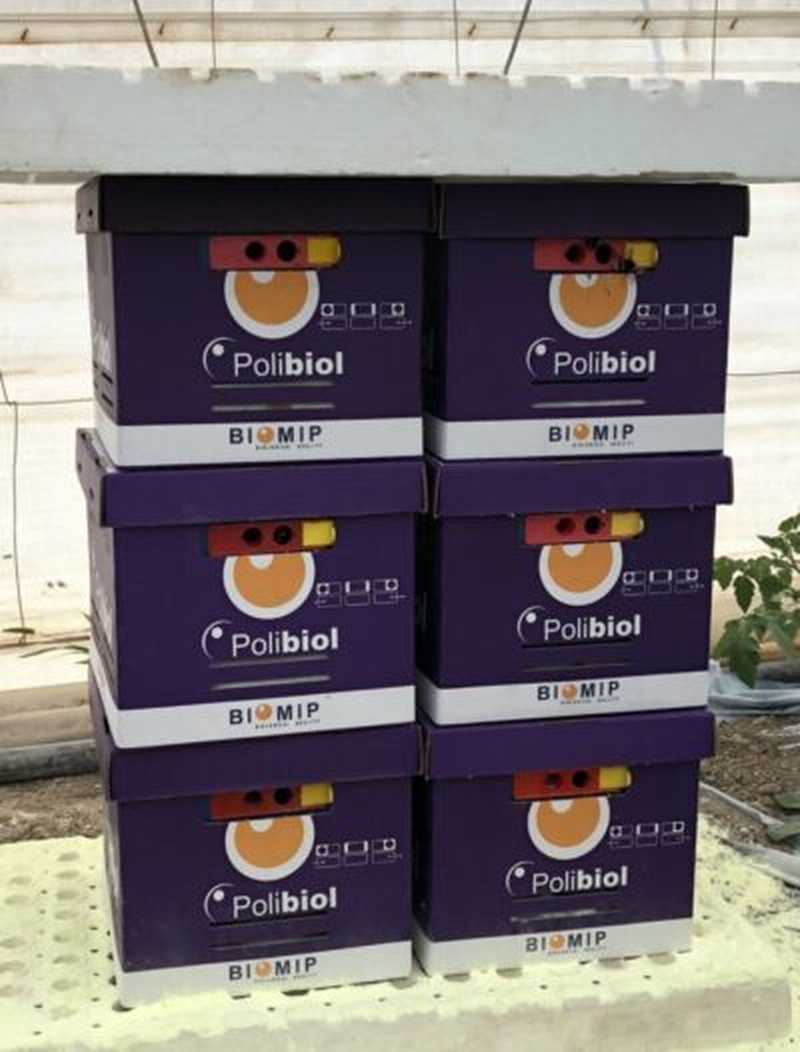 Biomip Biological Quality está especializada en la producción de insectos para control biológico