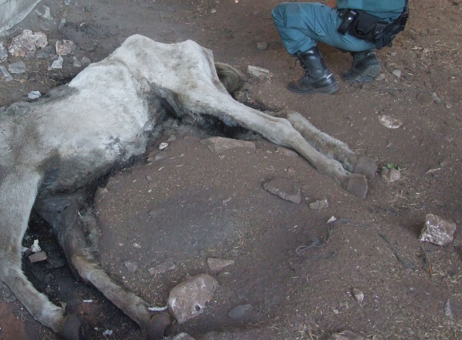 El cadáver de la yegua localizado por la Guardia Civil.