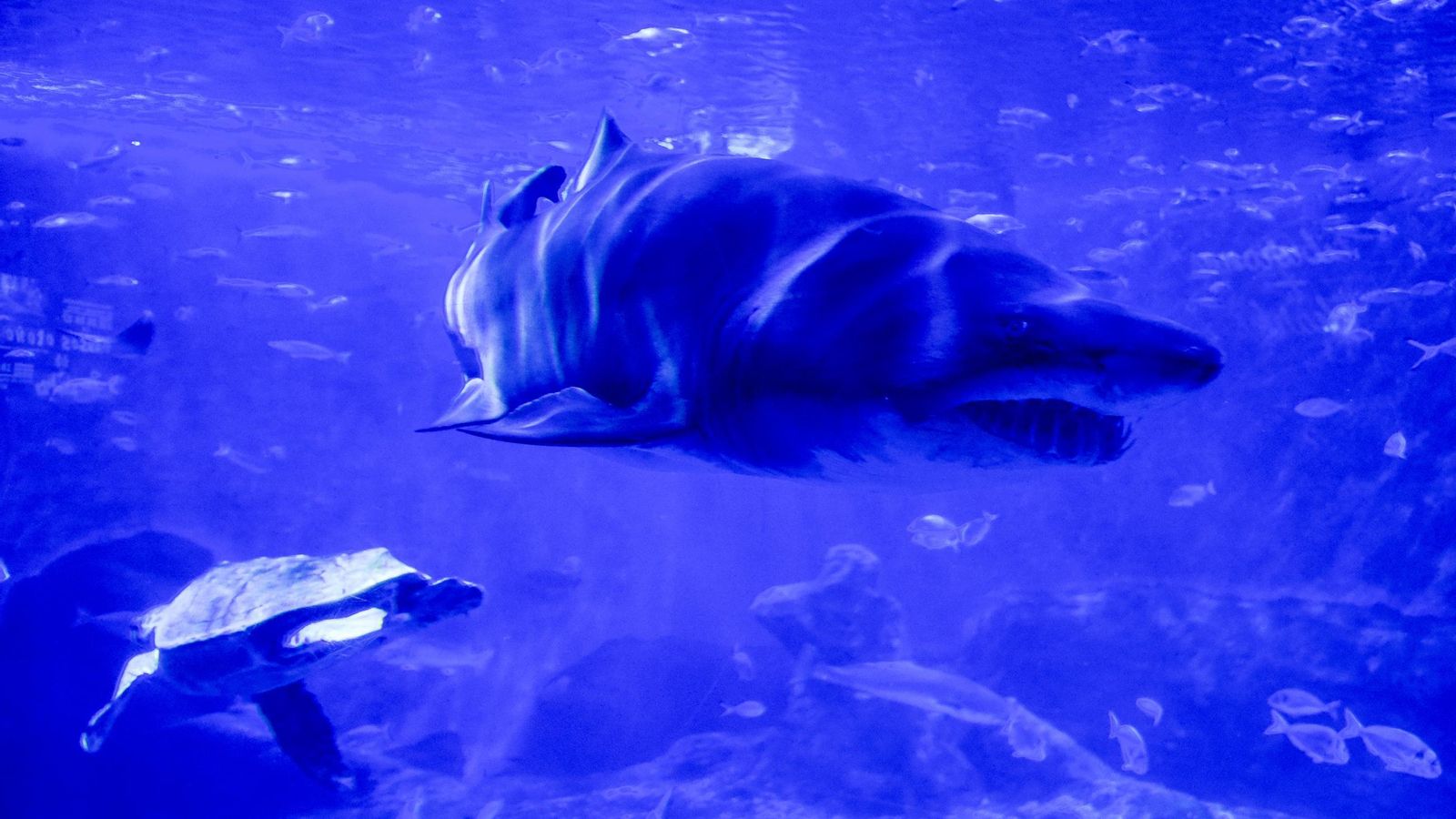 10 aniversario del Acuario de Sevilla