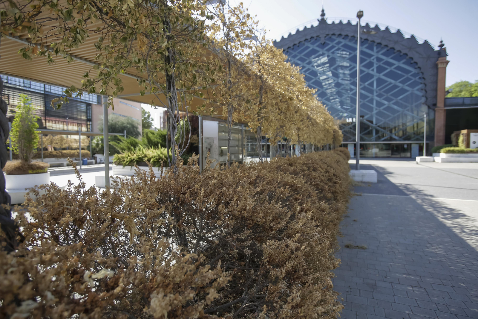 La vegetación de Plaza de Armas secas y la estación, al fondo.