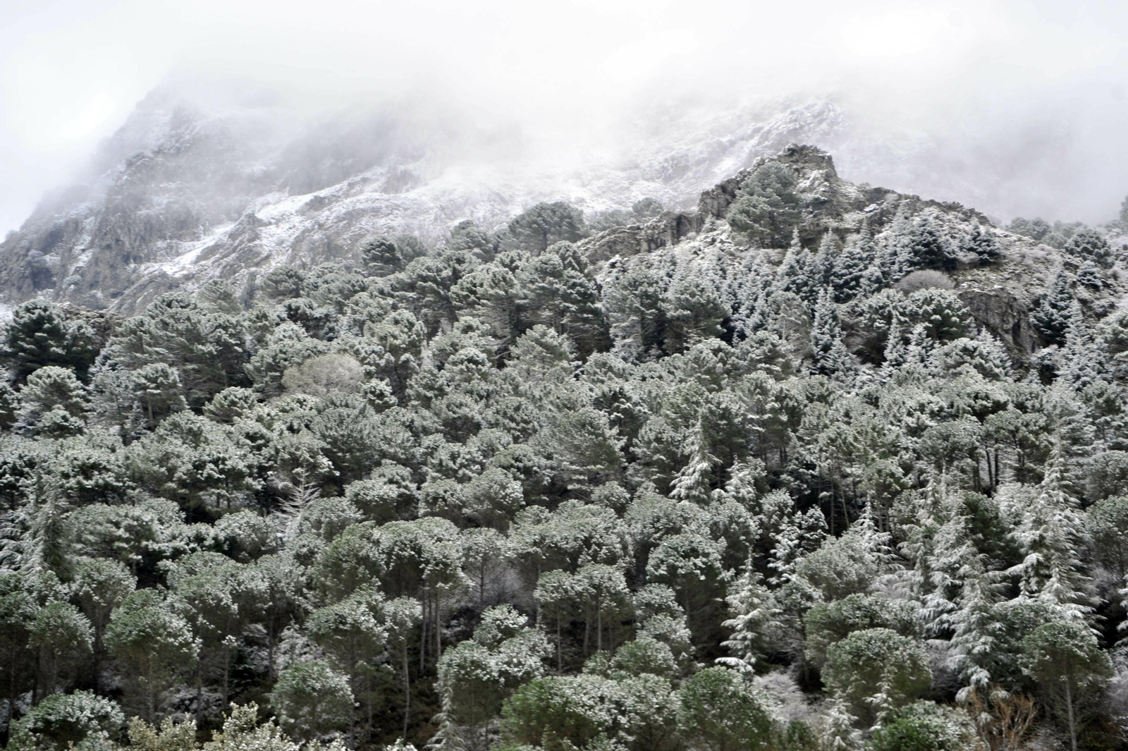 Nieve en Grazalema