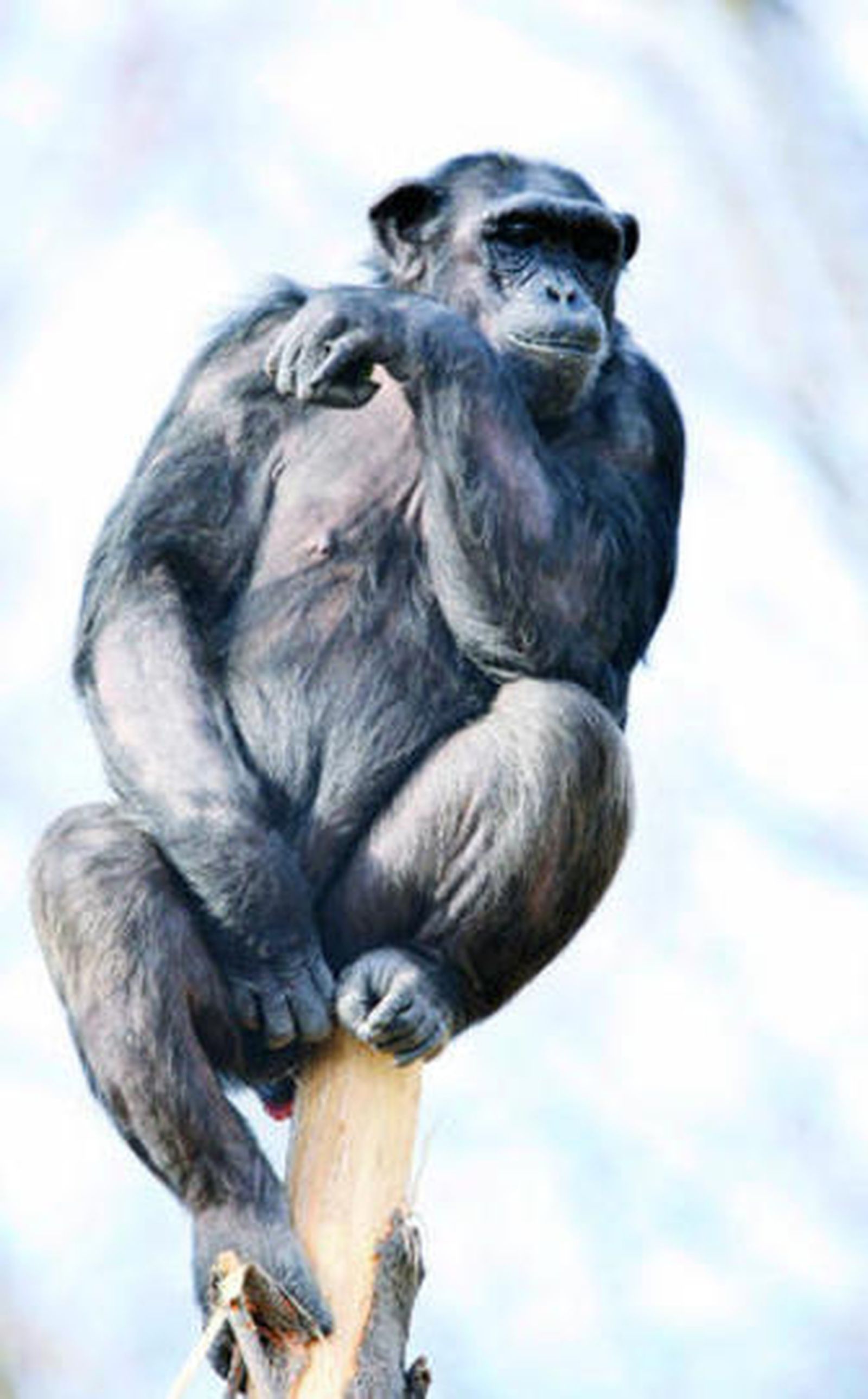 Un chimpancé, en el zoo de Barcelona.