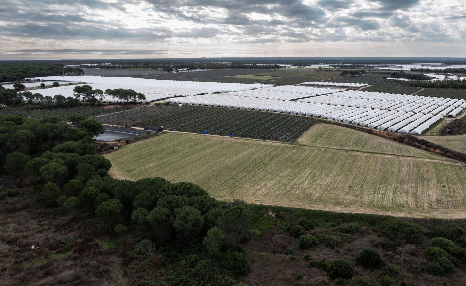 Campos en el entorno de Doñana, en una imagen de archivo.