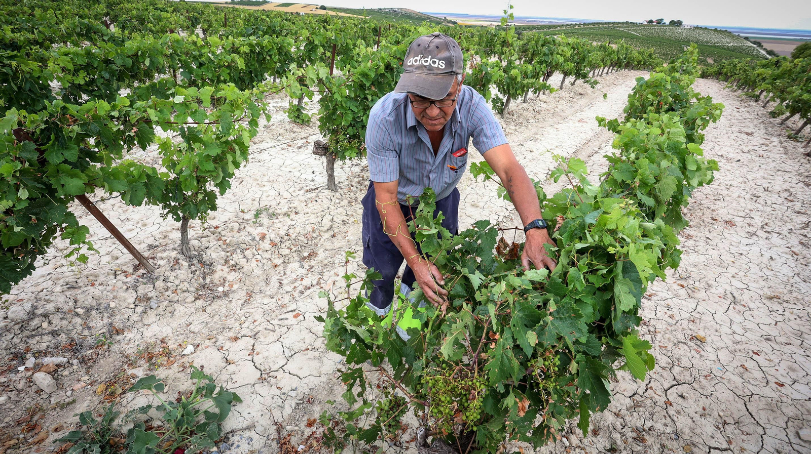 El pedrisco daña los viñedos de Trebujena