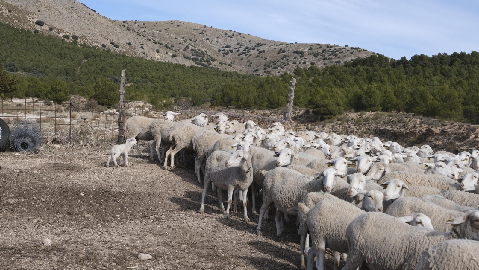 Fotogalería de la ganadería tradicional de Vélez Rubio, las imágenes más tiernas de los corderos recién nacidos