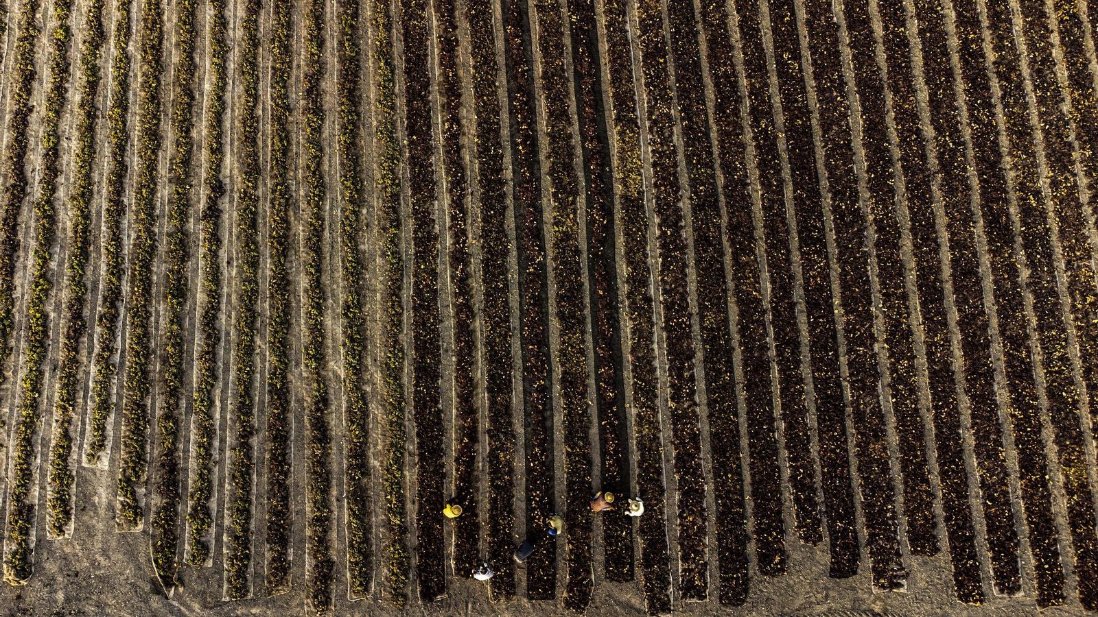 Una cuadrilla de jornaleros recoge unas pasas en una finca de Montalbán.