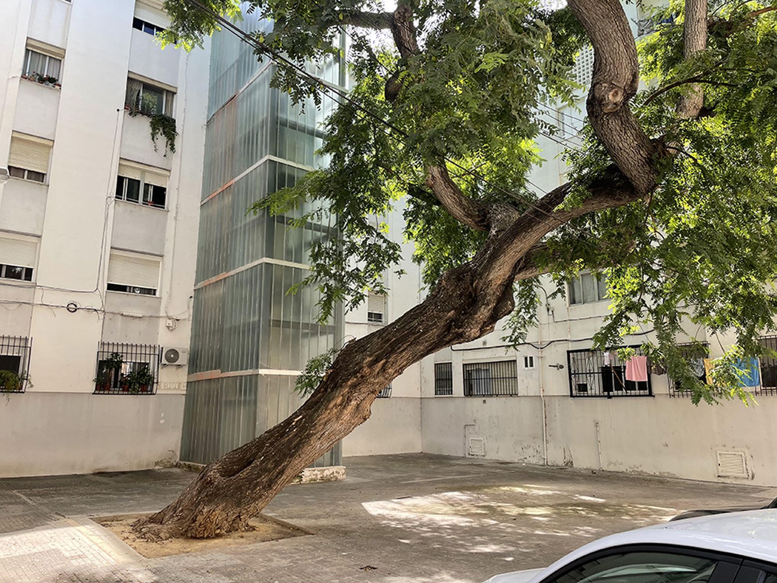 El inmenso árbol, con su tronco torcido.