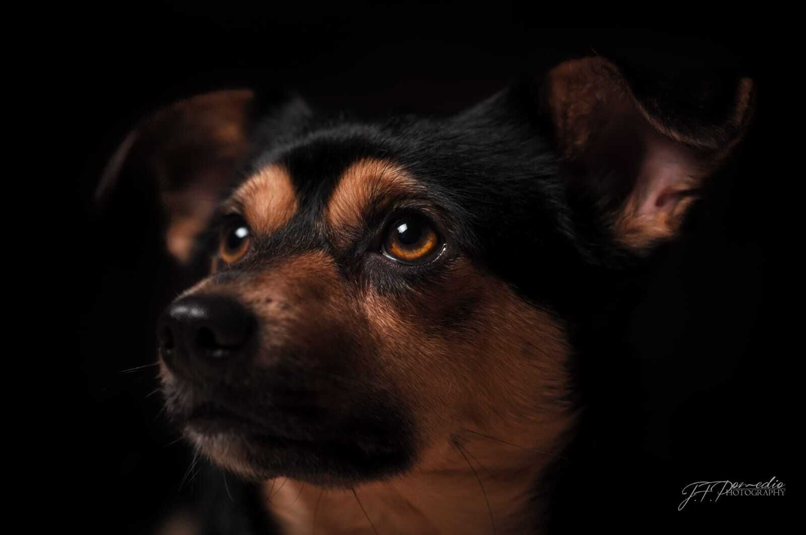 Álbum de las mascotas fotografiadas por 'El fotógrafo de mascotas'