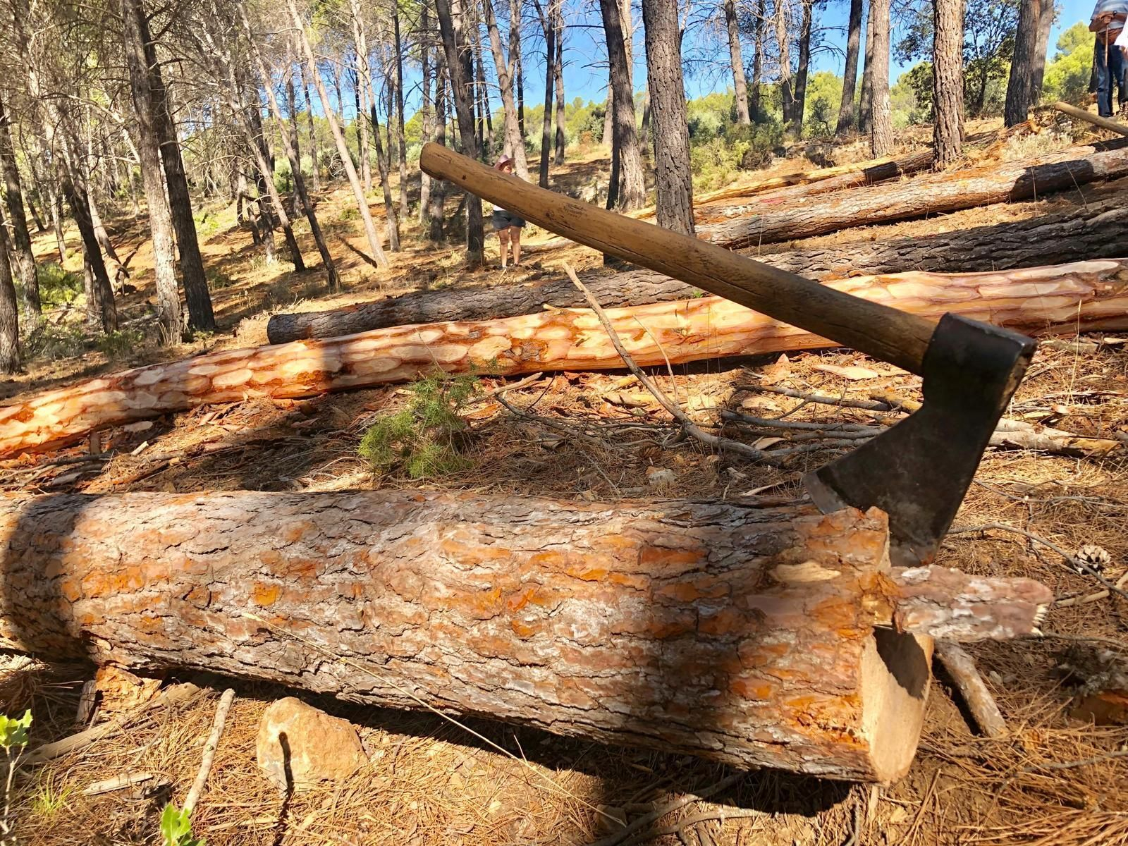 Así trabajaban los pineros de Segura.