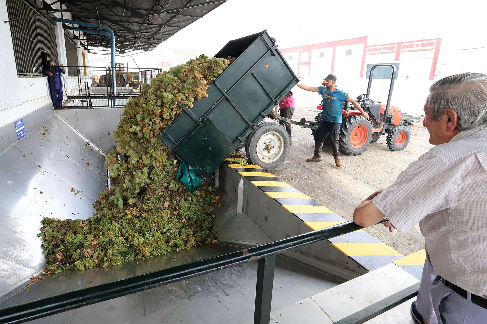 Imagen de la vendimia del año pasado.